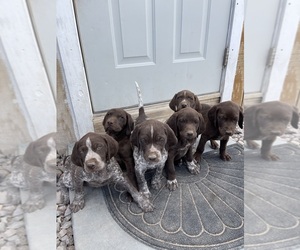 German Shorthaired Pointer Puppy for sale in COLORADO SPRINGS, CO, USA