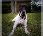 Small #6 Great Dane