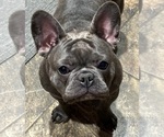 Small Photo #1 French Bulldog Puppy For Sale in ORANGE, TX, USA