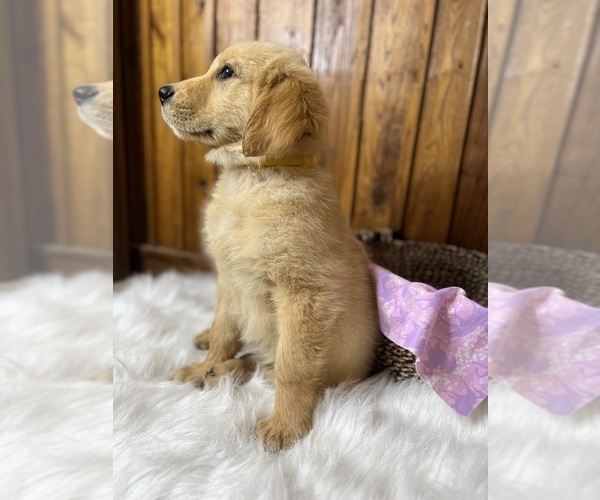 Medium Photo #4 Golden Retriever Puppy For Sale in NEOLA, WV, USA
