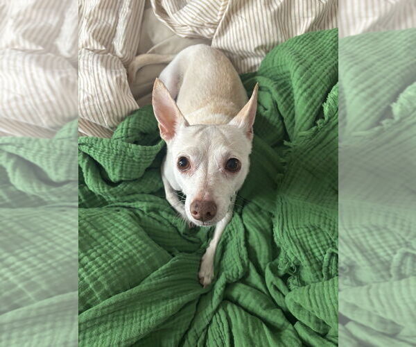 Medium Photo #6 Chihuahua-Unknown Mix Puppy For Sale in Oak Bluffs, MA, USA