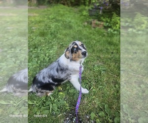 Australian Shepherd Puppy for sale in DUVALL, WA, USA