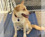 Small #3 Labrador Retriever Mix
