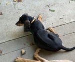 Small #5 Labrador Retriever-Rhodesian Ridgeback Mix