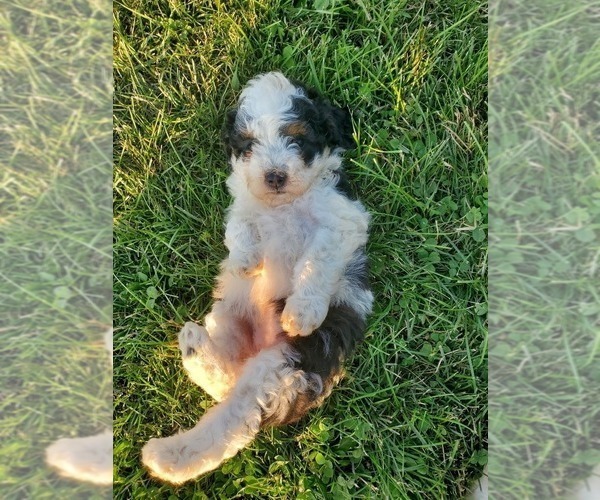 Medium Photo #10 Miniature Bernedoodle Puppy For Sale in LEETONIA, OH, USA