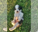 Small #9 Miniature Bernedoodle