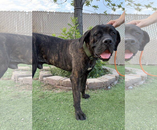 Medium Photo #1 Mutt Puppy For Sale in Goodyear, AZ, USA