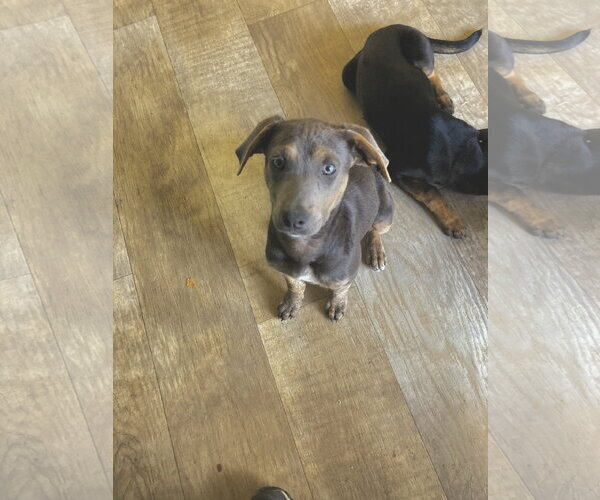 Medium Photo #6 Mutt Puppy For Sale in San Diego, CA, USA