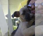 Small #3 Chihuahua