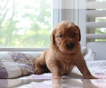 Small Photo #2 Golden Retriever Puppy For Sale in SAN ANTONIO, TX, USA