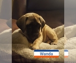Puppy 6 Mastiff