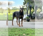Small #4 Doberman Pinscher