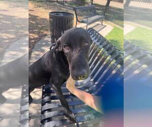 Doberman Pinscher-Labrador Retriever Mix Dogs for adoption in Rowlett, TX, USA