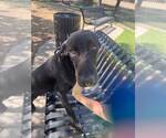Bob - Male Doberman Pinscher-Labrador Retriever Mix Dog for Adoption - Small photo