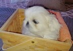 Small Photo #2 Pekingese Puppy For Sale in ANACORTES, WA, USA