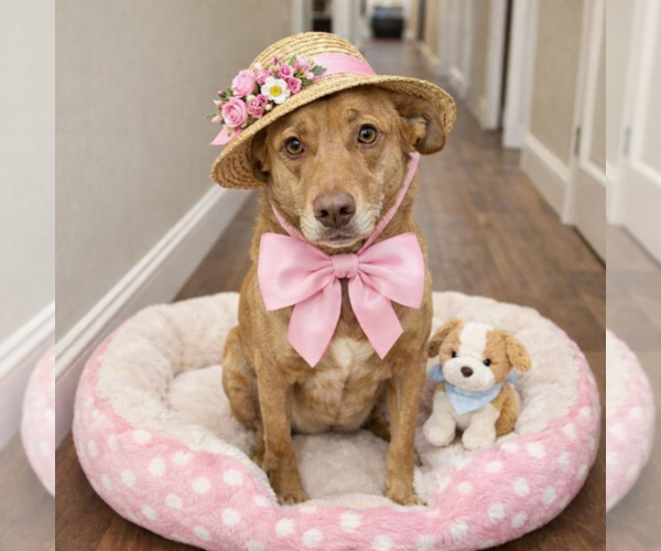 Medium Photo #2 Golden Retriever-Unknown Mix Puppy For Sale in Mt. Laurel, NJ, USA