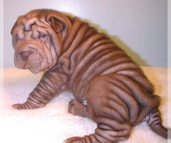 Medium Photo #1 Chinese Shar-Pei Puppy For Sale in STEPHENVILLE, TX, USA