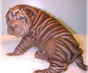 Chinese Shar-Pei Puppy for sale in STEPHENVILLE, TX, USA