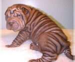 Small Photo #1 Chinese Shar-Pei Puppy For Sale in STEPHENVILLE, TX, USA