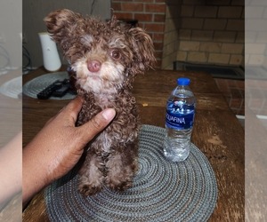 Poodle (Toy) Puppy for sale in FORT WASHINGTON, MD, USA