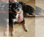 Small Pug Mix