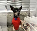 Small Photo #3 Chipin Puppy For Sale in Oak Bluffs, MA, USA