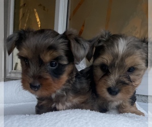Yorkshire Terrier Puppy for sale in NORCO, CA, USA