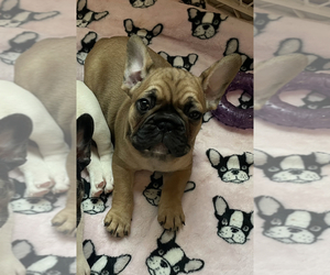 French Bulldog Puppy for sale in NAPLES, FL, USA