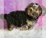 Small Photo #46 Yorkipoo Puppy For Sale in WARSAW, IN, USA