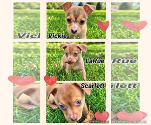 Chihuahua-Unknown Mix Dogs for adoption in Plainfield, IL, USA