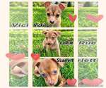 Small Chihuahua Mix