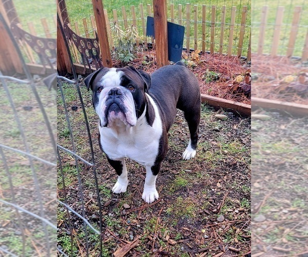 Medium Photo #1 Olde English Bulldogge Puppy For Sale in ATHOL, ID, USA