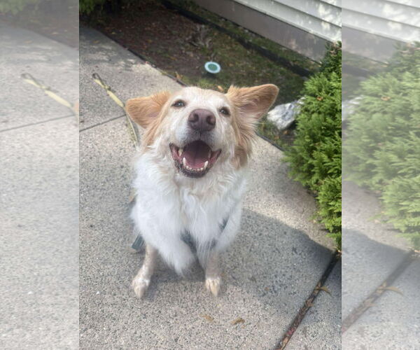 Medium Photo #2 Border Collie-Unknown Mix Puppy For Sale in Westwood, NJ, USA