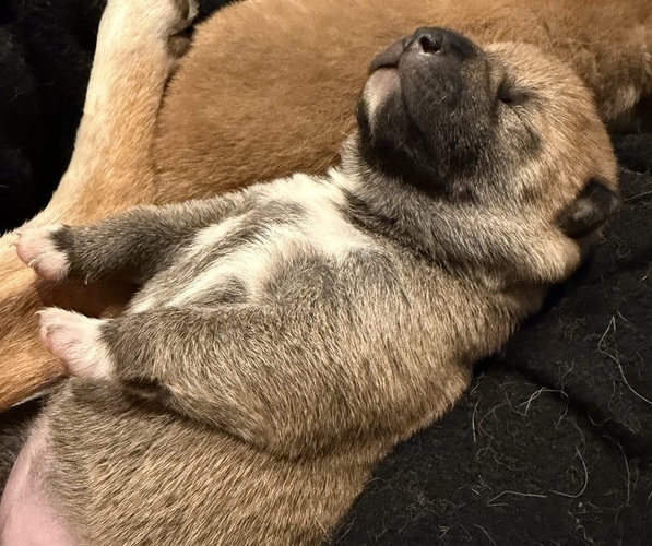 Medium Photo #1 Shiba Inu Puppy For Sale in ZIONSVILLE, IN, USA