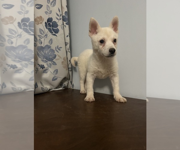 Medium Photo #16 Alaskan Klee Kai Puppy For Sale in DURHAM, CT, USA