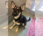 Small German Shepherd Dog