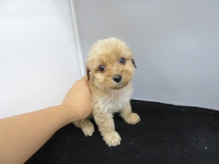 Maltese-Poodle (Toy) Mix Puppy for sale in LA MIRADA, CA, USA