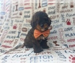 Small #5 Aussiedoodle Miniature 