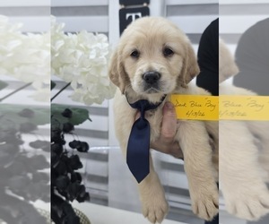 Medium Golden Retriever