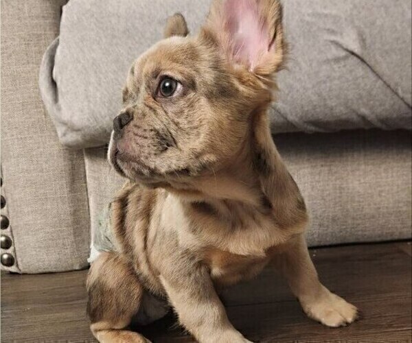 Medium Photo #2 French Bulldog Puppy For Sale in NEW YORK, NY, USA