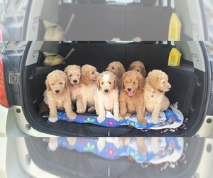 Goldendoodle Puppy for Sale in HOUSEVILLE, New York USA