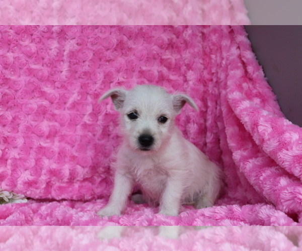 Medium Photo #2 West Highland White Terrier Puppy For Sale in SHILOH, OH, USA