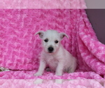 Small Photo #2 West Highland White Terrier Puppy For Sale in SHILOH, OH, USA