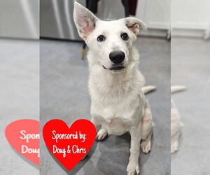 Mutt Dog for Adoption in San Leon, Texas USA