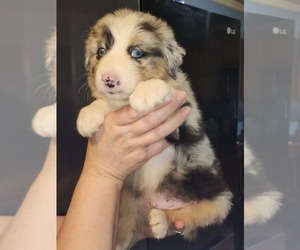 Australian Shepherd Puppy for sale in DALLAS, TX, USA