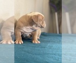 Small Photo #4 English Bulldog Puppy For Sale in LANCASTER, CA, USA