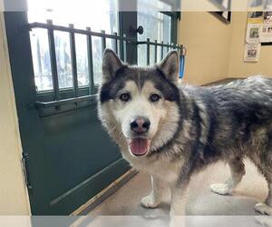 Siberian Husky Dogs for adoption in Pasadena, CA, USA