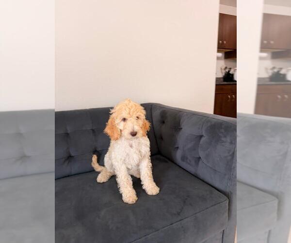 Medium Photo #7 Goldendoodle Puppy For Sale in WINTER GARDEN, FL, USA