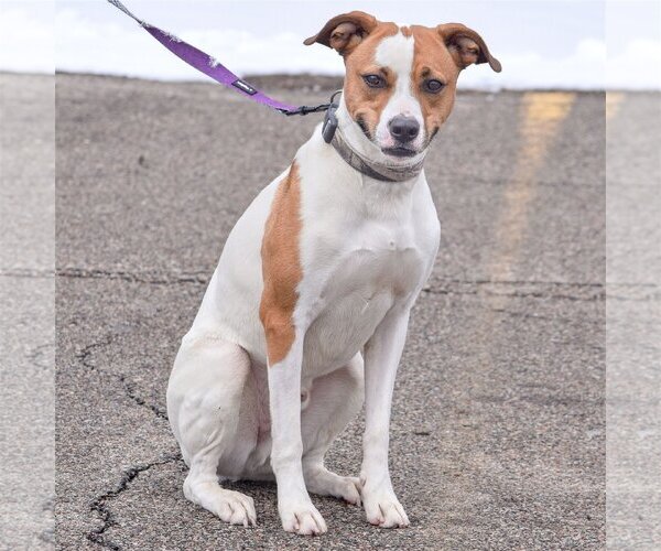Medium Photo #6 Jack Russell Terrier-Unknown Mix Puppy For Sale in Huntley, IL, USA