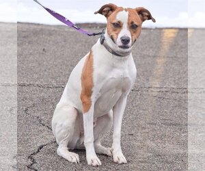 Ollie - Male Boxer-Unknown Mix Dog for Adoption - Photo #6